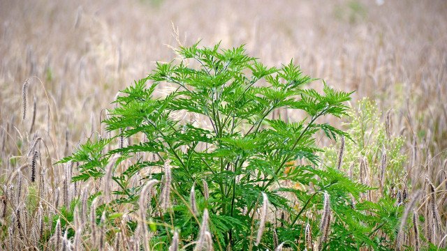 Visoke koncentracije polena ambrozije